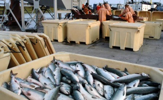 Çin&#039;e ihraç edilen Rus balıklarında koronavirüs bulundu