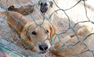 Gaziantep'e sokak hayvanları için 10 milyon liralık yatırım