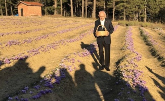 CHP Genel Başkanı Kılıçdaroğlu safran hasadı yaptı