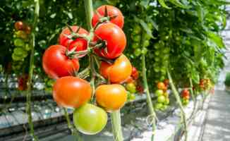 Rusya Tarım Bakanlığı, Türkiye&#039;den domates sevkiyatının artırılmasını önerdi