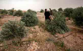 İsrail askerleri Batı Şeria’da Filistinlilere ait 2 bin zeytin ağacını söktü