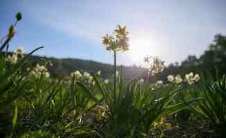 Karaburun Yarımadası&#039;nda yetiştirilen nergis çiçeği rağbet görüyor