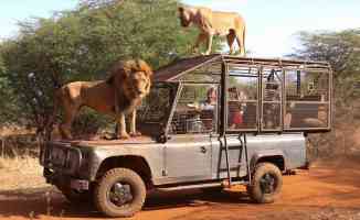 Senegal&#039;deki doğal yaşam parkının ziyaretçileri aslanları yakından görebilmek için &#039;kafese&#039; giriyor