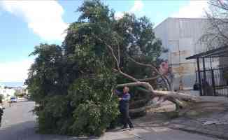 Bodrum&#039;da kuvvetli fırtına nedeniyle bazı ağaçlar devrildi