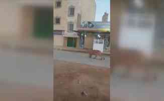 Libya&#039;nın Bingazi şehrinde caddede başıboş gezen bir aslan görenleri şaşırttı