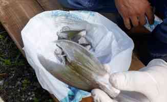 Mersin&#039;de 15 balıkçı 4 bin 66 balon balığı avladı