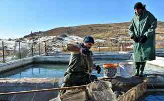 Muş&#039;ta 2 bin 100 rakımlı dağın eteğine kurulan tesiste somon balığı sağımı