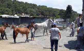 İBB, Adalar’ın atlarını kurtarmadı, atlardan kurtuldu!
