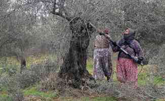 Kaz Dağı eteklerindeki zeytin ağaçlarına kadın eli değiyor