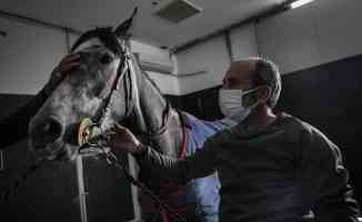 Milyon dolarlık safkan atlar bu hastanede özenle tedavi ediliyor
