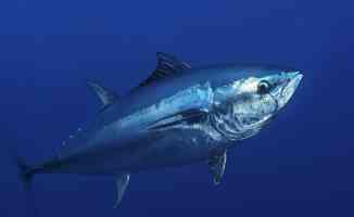 Ton balığı kalbi koruyor, bağışıklığı artırıyor