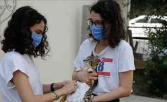 Felçli kediyi ameliyat ettirerek hayata bağlayan iki hayvansever bakım için destek istiyor