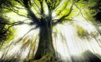 Ud-i hindiyi kullanmaya devam ediniz! -Tıbb-ı Nebevi’den öğütler 9-