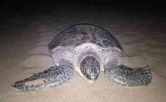 Yeşil deniz kaplumbağası Patara Plajı&#039;na 9 yıl sonra yuva yaptı