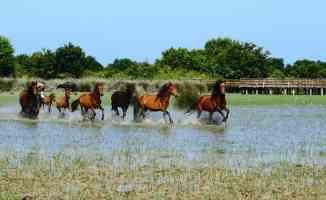 Yılkı atları, Kızılırmak Deltası&#039;na ayrı bir güzellik katıyor