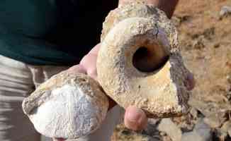 Muş&#039;ta 35 milyon yıllık olduğu düşünülen deniz canlısı fosilleri bulundu