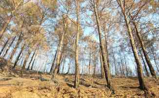 Yanan ormanlar için &#039;doğal yenilenme&#039; önerisi