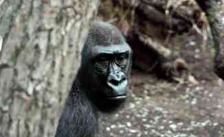 ABD&#039;deki bir hayvanat bahçesindeki goriller Kovid-19&#039;a yakalandı