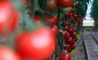 Bir avuç ata tohumuyla asırlık domates &#039;Guldar&#039;ı yeniden yeşertti