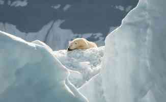 Buzullardaki erime kutup ayılarının genetik çeşitliliğini kaybetmesine yol açıyor