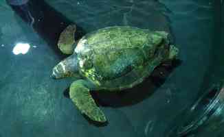Deniz kaplumbağaları 5 sahilde &#039;ahşap bariyerler&#039; ile korunacak