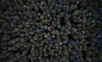 Afrika&#039;da 7 milyardan fazla yeni ağaç tespit edildi