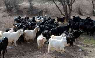 Bakan Pakdemirli&#039;den koyun ve keçi yetiştiricilerine müjde