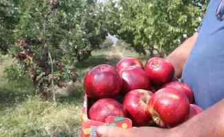 Konya'dan Asya ülkelerine elma ihracatı