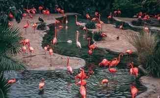 Pembe flamingolar -Allı Turnalar- iklim değişikliği tehdidi altında