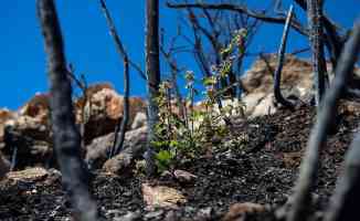 Yangında zarar gören ormanlar için &#039;doğal yenilenme&#039; önerisi