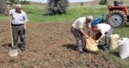 240 bin TL ceza kesilen, salep soğanları tekrar toprakla buluştu