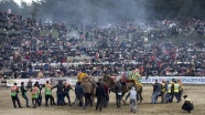 36. Selçuk Efes Deve Güreşi Festivali'nde 136 deve mücadele etti