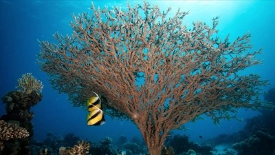 48 binden fazla canlı t&uuml;r&uuml; nesli t&uuml;kenme tehlikesiyle karşı karşıya