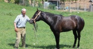 5 bin lira maaşlı at çobanının yakaladığı ‘başıboş atlar’ satılıyor