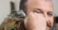 5 yıldır beslediği iguana en yakın arkadaşı oldu