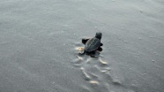 58 bin 774 yavru deniz kaplumbağası denize kavuştu