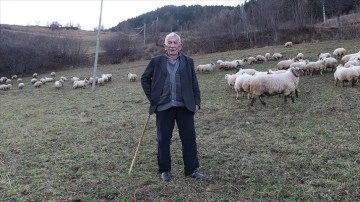 84 yaşındaki Kaptan dede, çobanlıktan ve yaylalardan vazgeçmiyor
