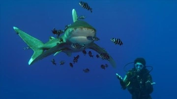AA, Kızıldeniz'de köpekbalıklarını görüntüledi
