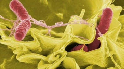 ABD'de jalapeno biberlerinden kaynaklandığı d&uuml;ş&uuml;n&uuml;len salmonella salgını 27 eyalete yayıldı
