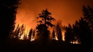 ABD&#039;deki yangınlar dünyanın en büyük ağaçlarını tehdit ediyor