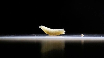 ABD, "Yeni D&uuml;nya vida kurdu sineği"ne karşı acil durum m&uuml;dahalesini devreye soktu