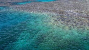 ABD'deki mercan resiflerinin renkleri, aşırı sıcak nedeniyle daha erken soluyor