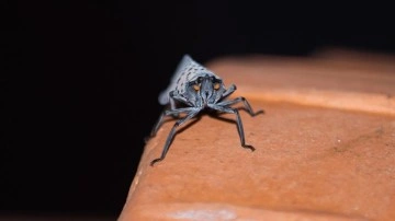 AB'den küresel ısınmanın sivrisineklerden bulaşan hastalıkları arttırabileceği uyarısı