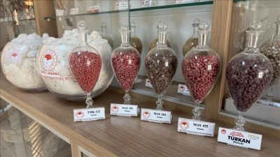 Adana'da geliştirilen pamuk, arpa ve buğday tohumları 13 &uuml;lkeye ihra&ccedil; ediliyor