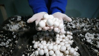 Adana'da liselilerin yetiştirdiği mantarlar okulun pansiyonunda t&uuml;ketiliyor