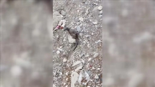Adana'da nehirde su samuru görüntülendi