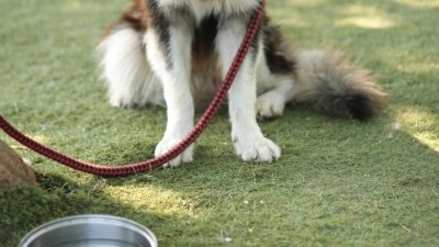 Adana'da sahipsiz kediyi &ouml;ld&uuml;ren k&ouml;peği ağızlıksız gezdiren kadına para cezası uygulandı