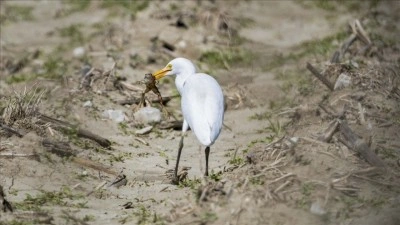 Adana'da sığır balık&ccedil;ılı beslenirken g&ouml;r&uuml;nt&uuml;lendi