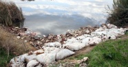 Adana&#039;da yüzlerce at ve eşek kafası ile kemikleri bulundu