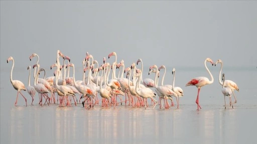 Adana'daki Akyatan Lagünü flamingolarla renklendi